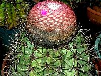 Melocactus sp zehntneri aff. GHH372 Sud de Pedra Furada Pernambuco Brazil (small quantity)